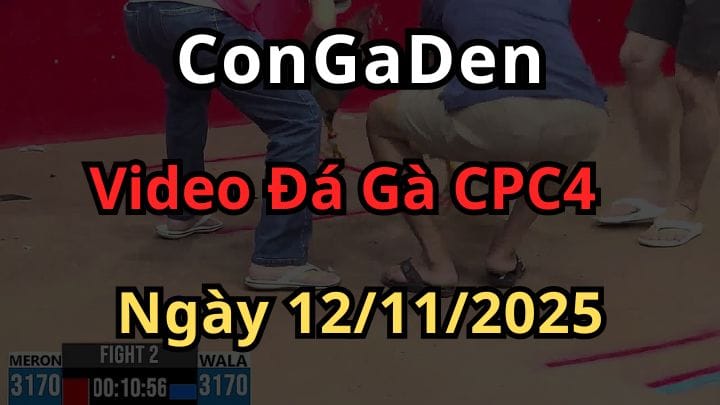 Xem Đá Gà Trực Tiếp Thomo CPC4 12/11/2025 Hôm Nay